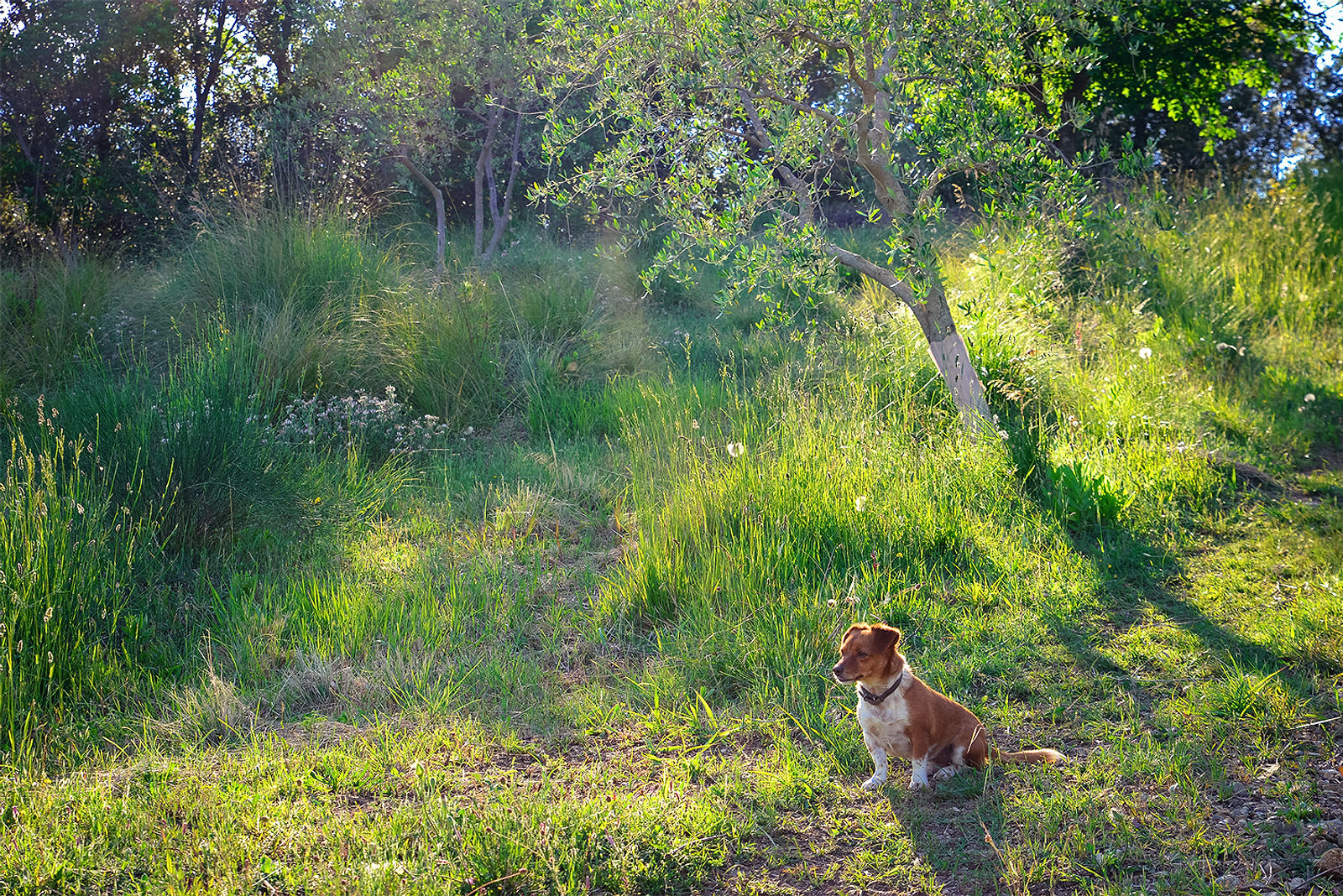 Garden and friend