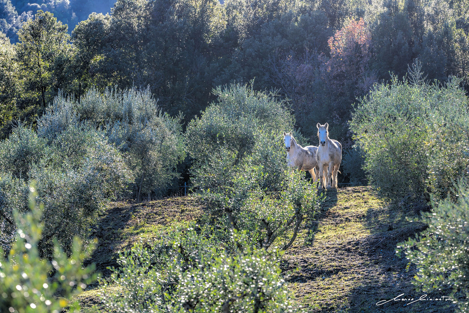 Tuscany-76